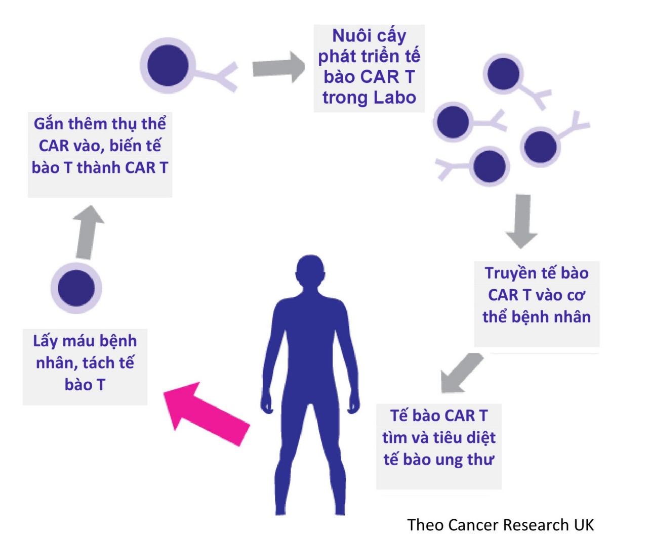 Liệu pháp Tế bào CAR T trong điều trị Ung thư