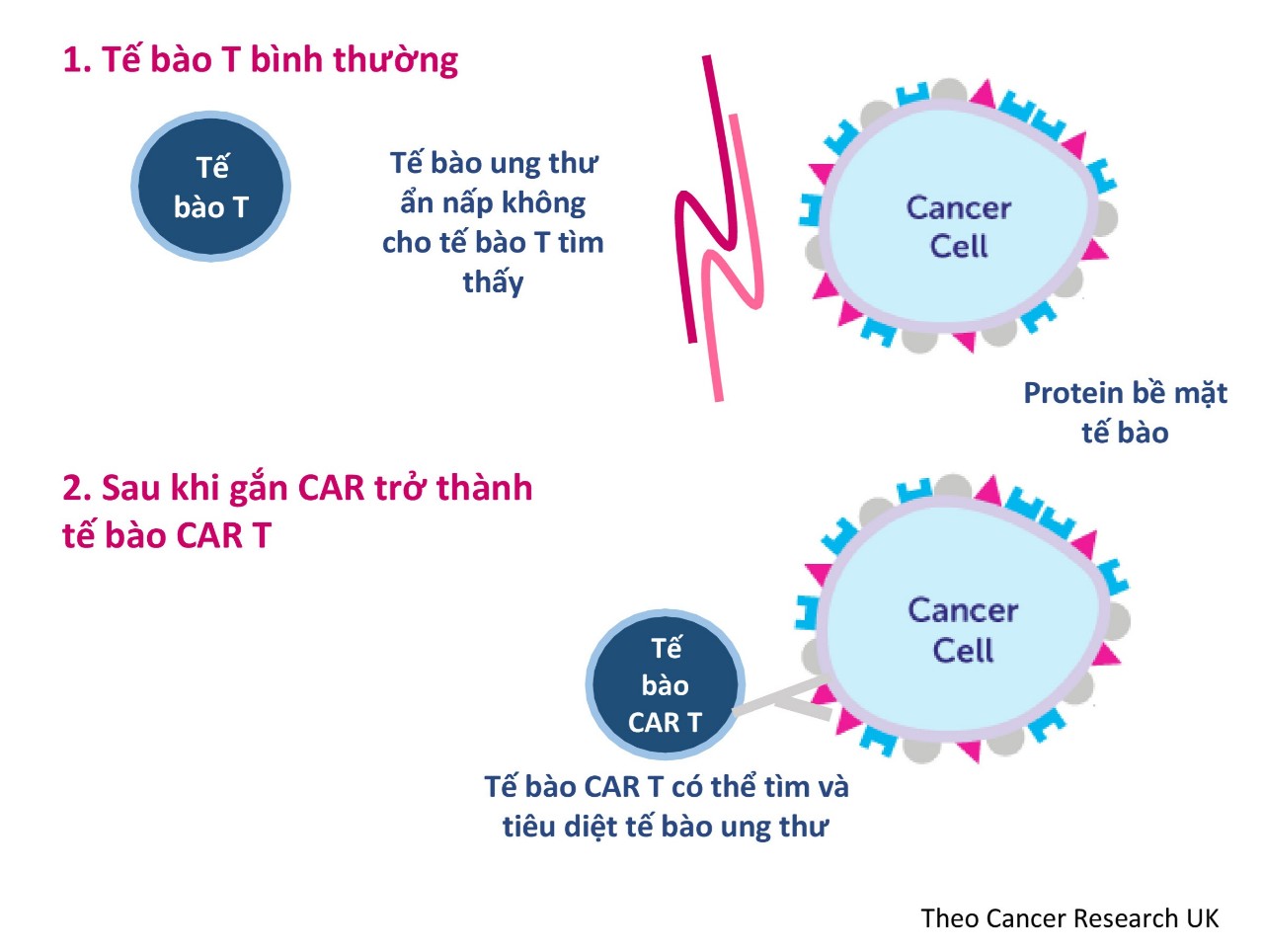 Sơ đồ cơ chế tác động của liệu pháp tế bào CAR T