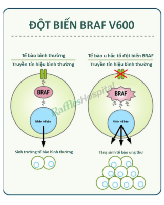 Colorectal 5 VN
