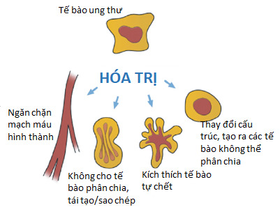 Phần 4 - Hóa trị điều trị Ung thư Phổi không tế bào nhỏ (Nguồn: Internet)