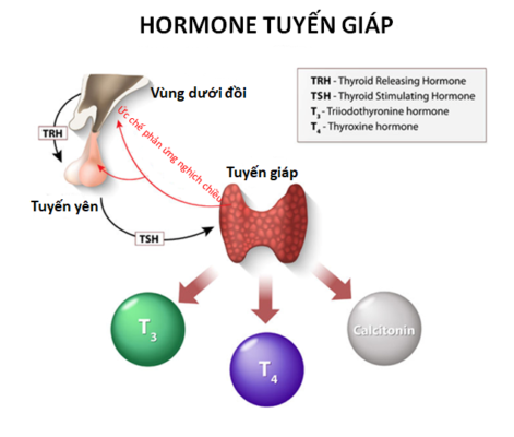 Thyroid hormones VN