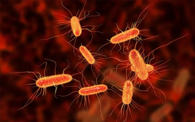 E.coli là nguyên nhân gây viêm đường tiết niệu nam (Nguồn: Internet)