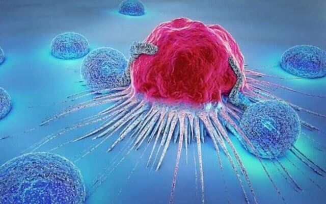 Lympho T bị đột biến có thể gây bệnh ung thư máu dòng lympho tế bào T (Nguồn: Internet)