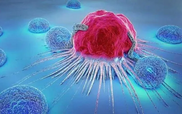 Lympho T bị đột biến có thể gây bệnh ung thư máu dòng lympho tế bào T (Nguồn: Internet)