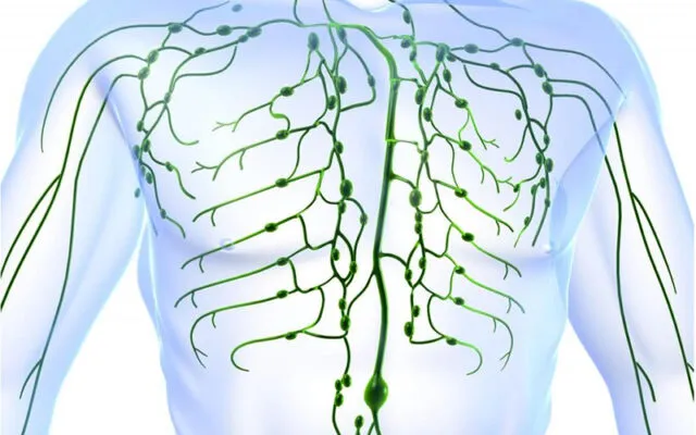 Hạch bạch huyết (Nguồn: Internet)