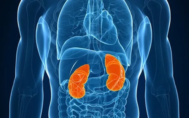 Thận là gì và vai trò của thận trong cơ thể (Nguồn: Internet)
