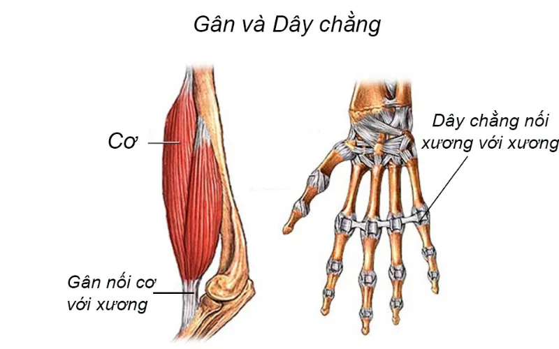 Gân có phải dây chằng không? (Nguồn: Internet)