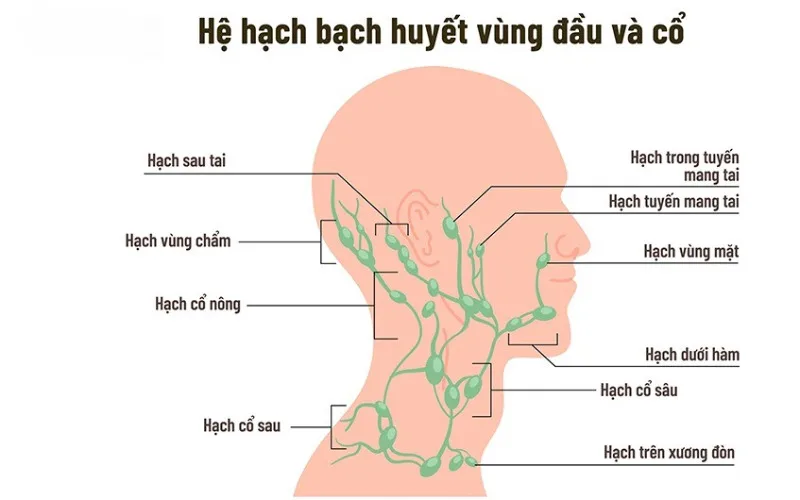 Hệ thống hạch ở vùng đầu và cổ (Nguồn: Internet)